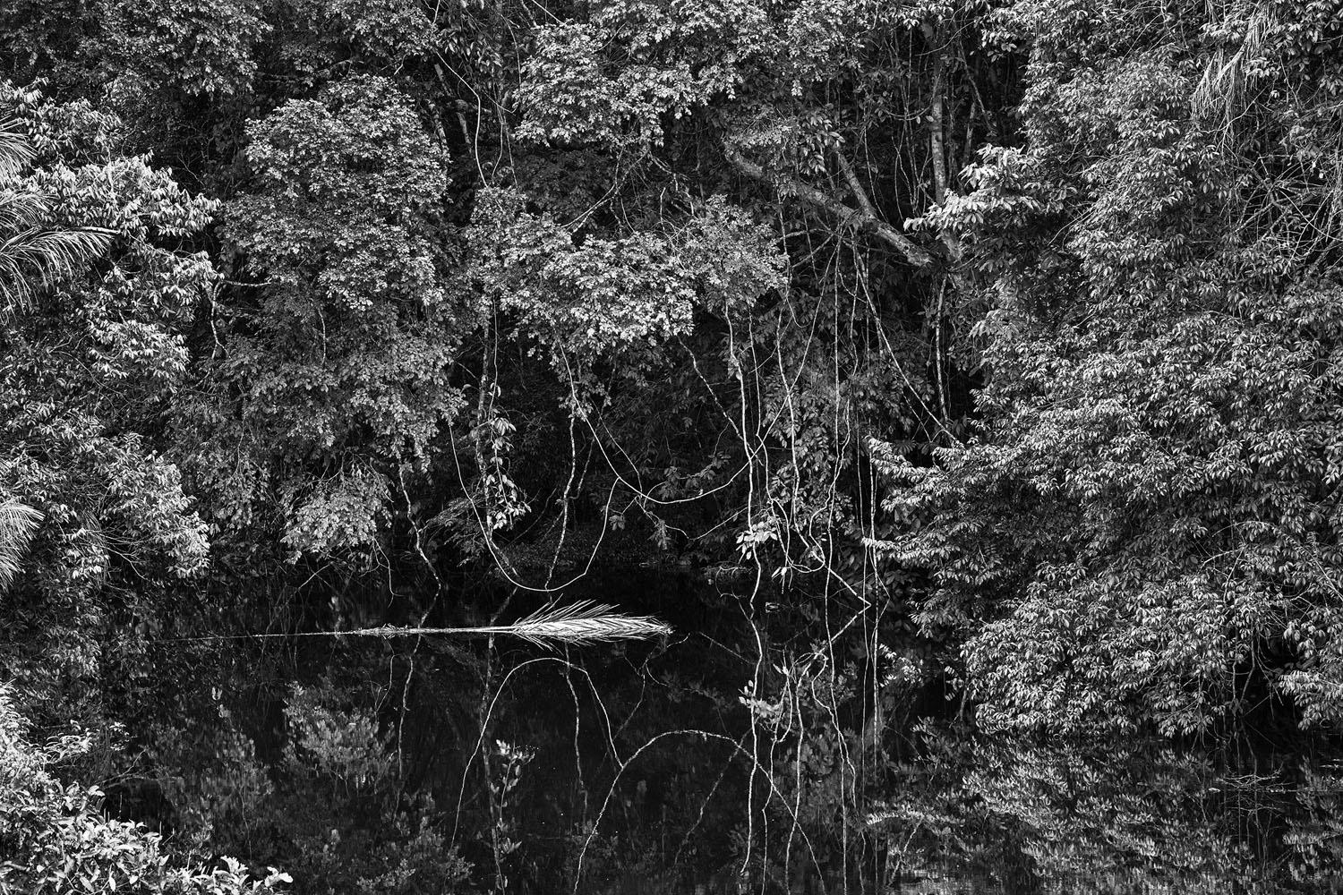 Sebastião Salgado Fotografias Na Amazônia Galeria Mario Cohen 5498